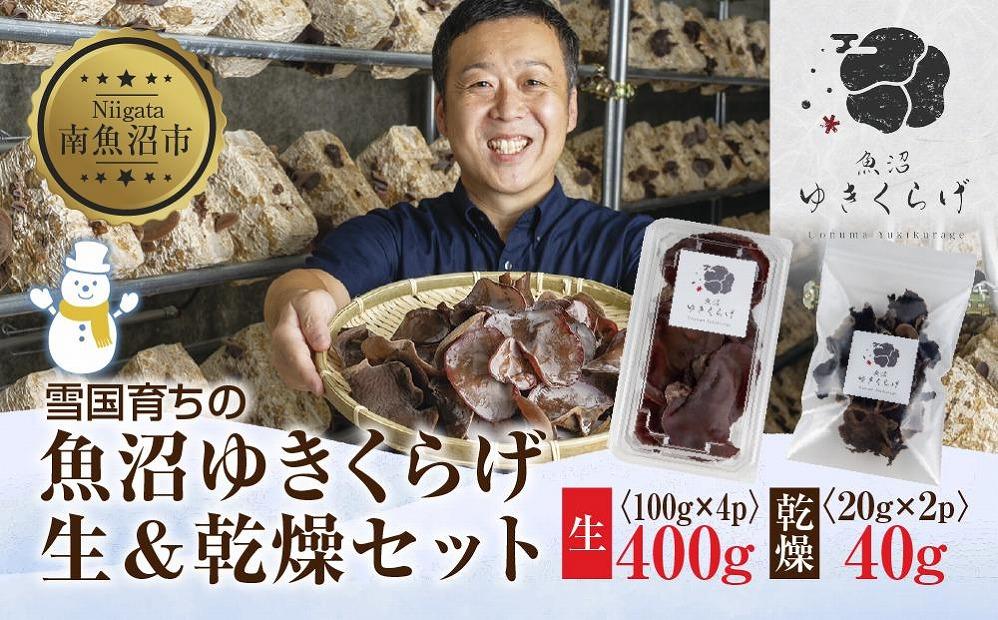 国産 生 きくらげ 100g×4パック 計400g 乾燥 きくらげ 20g×2パック 計40g 小分け 栄養豊富 無農薬 無添加 オーガニック 自家栽培