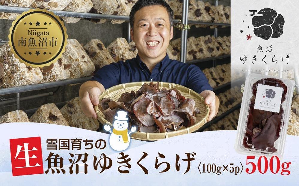 国産 生 きくらげ 100g×5パック 計500g 小分け 栄養豊富 無農薬 無添加 オーガニック 自家栽培 雪国 魚沼ゆきくらげ