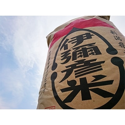 【令和7年産・皇室献上米 伊彌彦米コシヒカリ】玄米30kg　(2018年新嘗祭献上) 新潟県 弥彦村