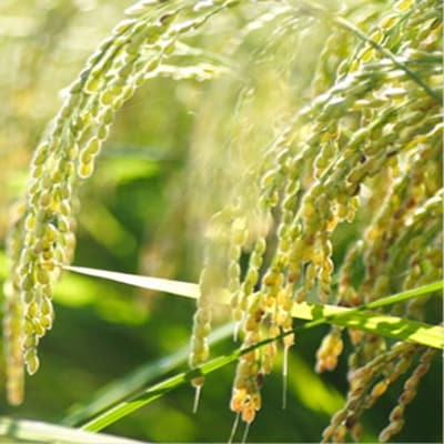 令和7年産特別栽培米コシヒカリ「伊彌彦米」5kg