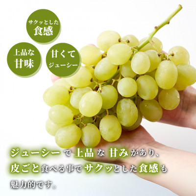 【上品な味わい】弥彦村農家のこだわりの逸品「ロザリオビアンコ」 約2kg ぶどう 新潟県 弥彦村【配送不可地域：離島】