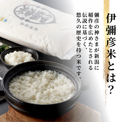 令和7年産 特別栽培米コシヒカリ「伊彌彦米」5kg×1袋 新潟県産 精米 弥彦村産
