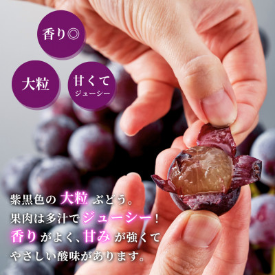 【ぶどう界の大御所】 巨峰 約3kg(5~9房)弥彦村産 ぶどう 甘い 新潟県 弥彦村【配送不可地域：離島】