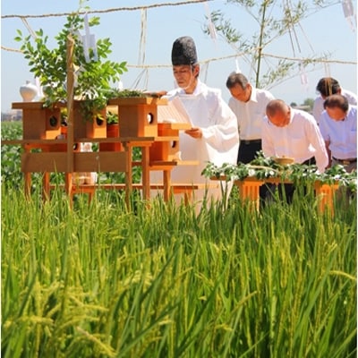 2022年5月発送開始『定期便』特別栽培米コシヒカリ「伊彌彦米」10kg全3回