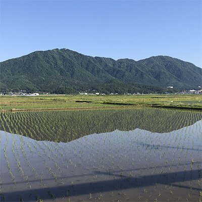 2022年11月発送開始『定期便』【令和4年産】特別栽培米コシヒカリ「伊彌彦米」10kg全6回