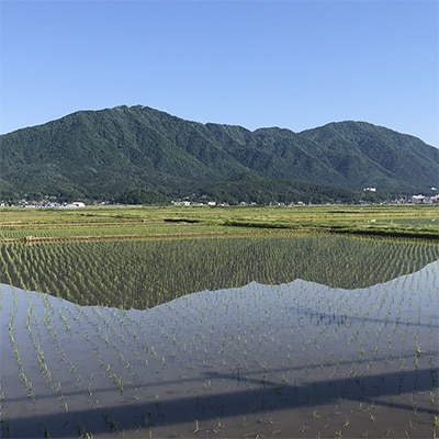 2023年2月発送開始『定期便』【令和4年産】特別栽培米コシヒカリ「伊彌彦米」10kg全3回