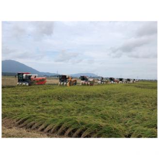 令和7年産弥彦村産みずほの輝き 10kg(5kg×2) 新潟県産米 大粒 冷めても美味しい 弥彦村産