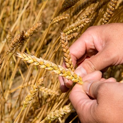 【ゆきちから100%】石挽き小麦粉 2kg(500g×4袋) 手づくりパンに最適 新潟県 弥彦村