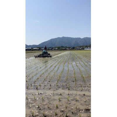 令和7年産「伊彌彦米 零(ぜろ)」玄米10kg(5kg×2袋) 農薬・化学肥料不使用 新潟県 弥彦村