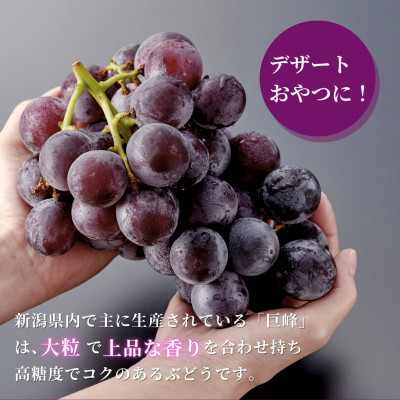 【ぶどう界の大御所】農家こだわりの巨峰 約2kg ぶどう 贈答品 ご褒美 新潟県 弥彦村【配送不可地域：離島】