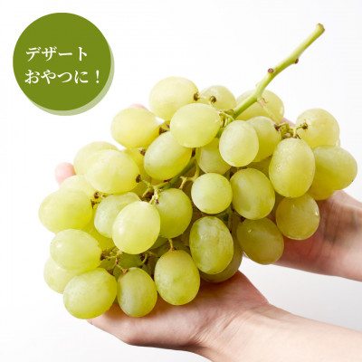 【上品な味わい】弥彦村農家のこだわりの逸品「ロザリオビアンコ」 約2kg ぶどう 新潟県 弥彦村【配送不可地域：離島】