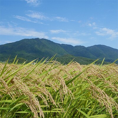 2023年2月発送開始『定期便』【令和4年産】特別栽培米コシヒカリ「伊彌彦米」10kg全6回