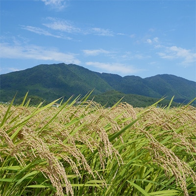 2023年1月発送開始『定期便』【令和4年産】特別栽培米コシヒカリ「伊彌彦米」無洗米10kg全6回