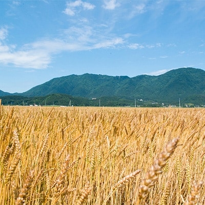 【ゆきちから100%】石挽き小麦粉 2kg(500g×4袋) 手づくりパンに最適 新潟県 弥彦村