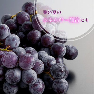 【ぶどう界の大御所】農家こだわりの巨峰 約2kg ぶどう 贈答品 ご褒美 新潟県 弥彦村【配送不可地域：離島】