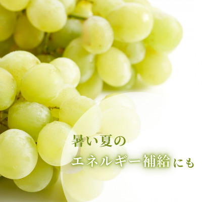 【上品な味わい】弥彦村農家のこだわりの逸品「ロザリオビアンコ」 約2kg ぶどう 新潟県 弥彦村【配送不可地域：離島】