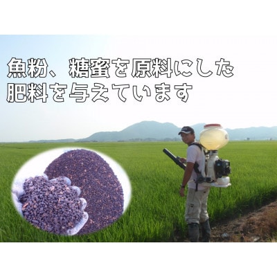 新潟県弥彦村石井農園　令和7年産コシヒカリ【玄米 5kg】