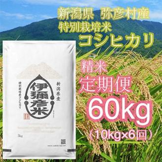 【毎月定期便】特別栽培米コシヒカリ「伊彌彦米」10kg全6回