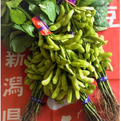 ≪先行受付≫ 初夏の香をお届けします。弥彦村産「弥彦むすめ」枝付き枝豆 2把(約1kg) 新潟県【配送不可地域：離島・北海道・沖縄県】