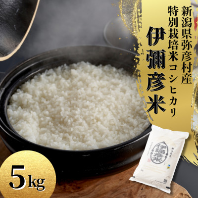 令和7年産 特別栽培米コシヒカリ「伊彌彦米」5kg×1袋 新潟県産 精米 弥彦村産