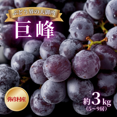 【ぶどう界の大御所】 巨峰 約3kg(5~9房)弥彦村産 ぶどう 甘い 新潟県 弥彦村【配送不可地域：離島】