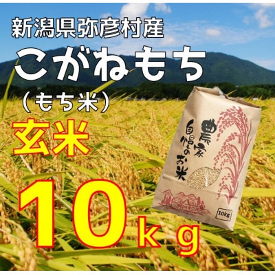 新潟県弥彦村石井農園　令和7年産 こがねもち【玄米 10kg】玄米もち、玄米おはぎ、玄米おこわ等に
