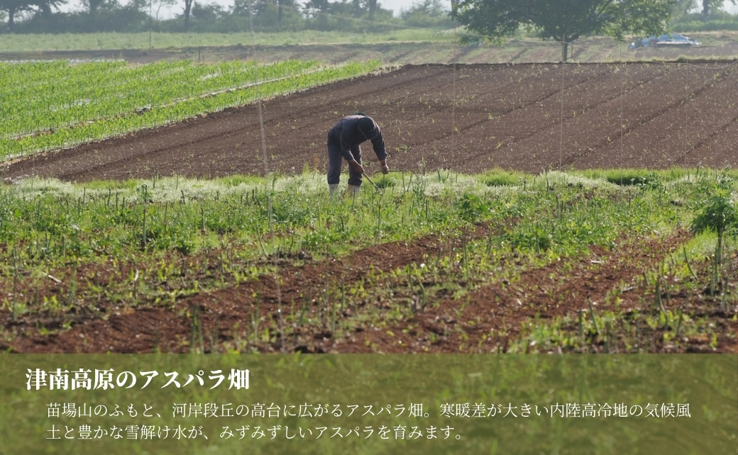 【令和8年産先行予約】新鮮 朝取り アスパラガス 津南産 1.3kg ( M ・ L サイズ ) ※サイズおまかせ |新潟県 津南町 旭商事株式会社 127531-017