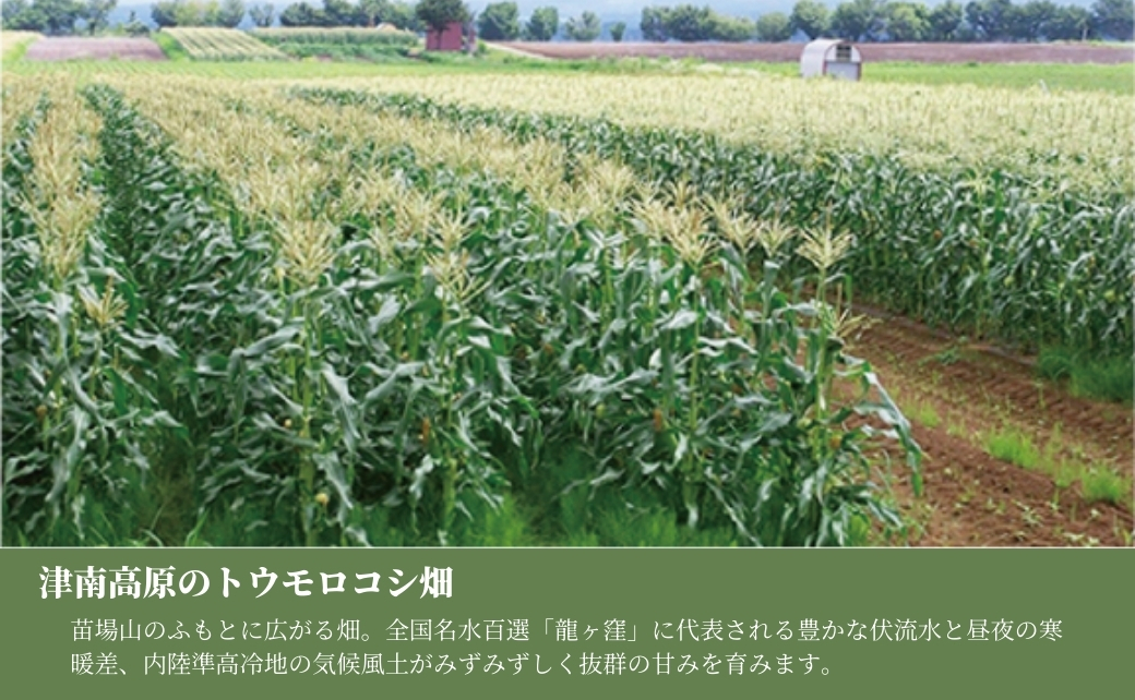 【令和8年産先行予約】朝採り とうもろこし スイートコーン 10kg 約24本|新潟県 津南町 旭商事株式会社 127531-021