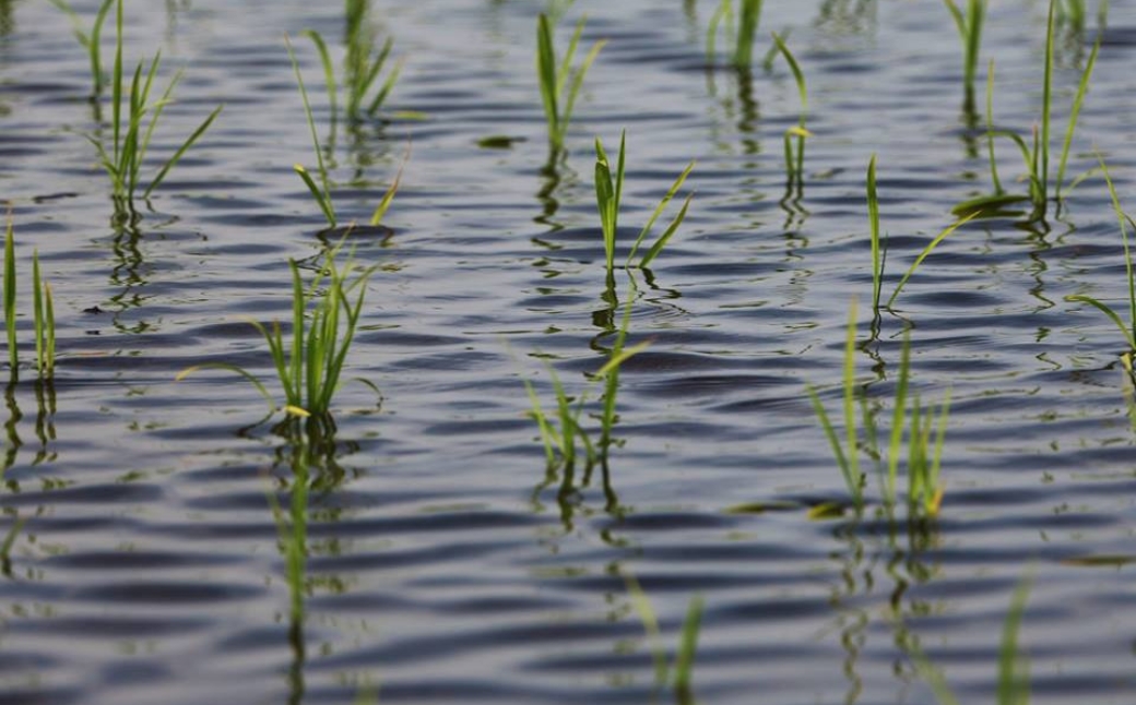 【6ヶ月定期便】【令和7年産】魚沼産コシヒカリ 「ひまわりの里」10kg(5kg×2袋) 新潟県 津南町 大阪屋商店 129404-021