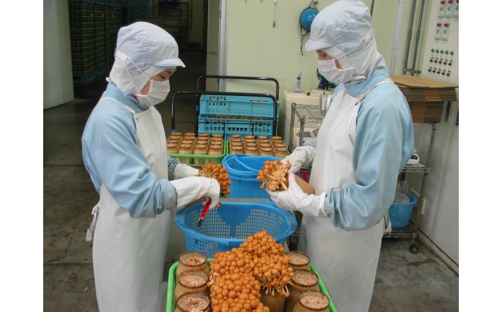 【津南町森林組合】きのこセット（8種 約1600g）127525-001