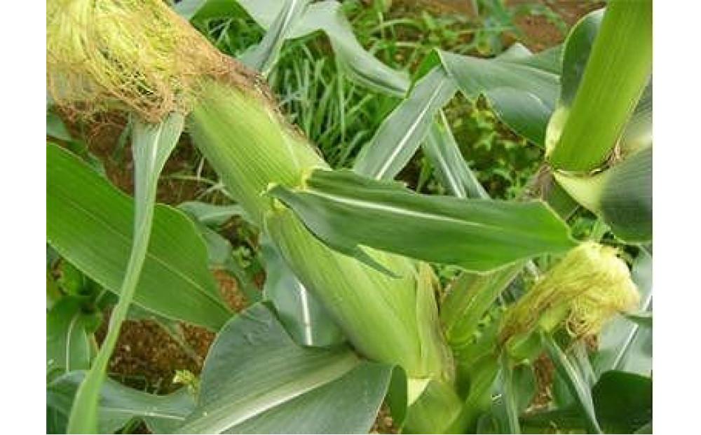 【令和8年産 先行予約】朝採りスイートコーン 2Lサイズ 20本（1本約400g）127524-164