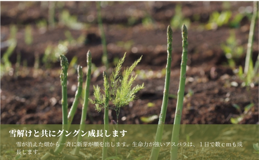 津南産アスパラガス LA・2Lサイズ 1.3kg サイズおまかせ 新潟県 津南町 127531-016