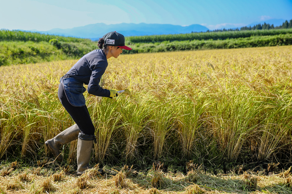 【令和7年産新米】【農家直送】豪雪地・津南町の米農家夫婦が育てた特別栽培魚沼コシヒカリ 3kg×9回（計27kg） 新潟県 津南町 楽丸 127535-003