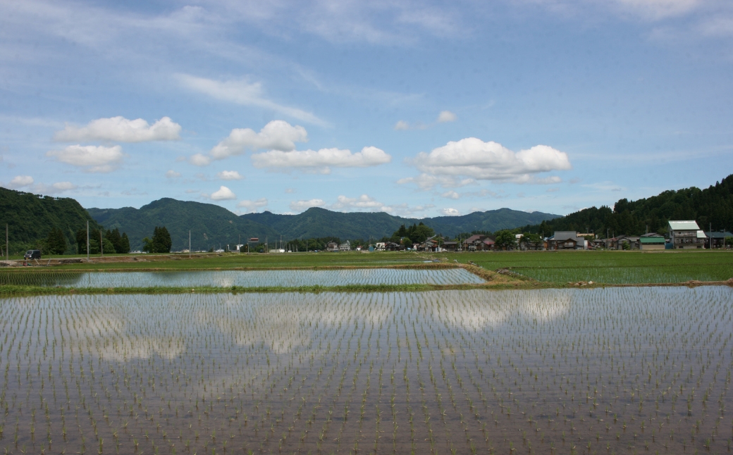 【12ヶ月定期便】【令和7年産】魚沼産コシヒカリ 「ひまわりの里」（5kg）新潟県 津南町 大阪屋商店 129404-010