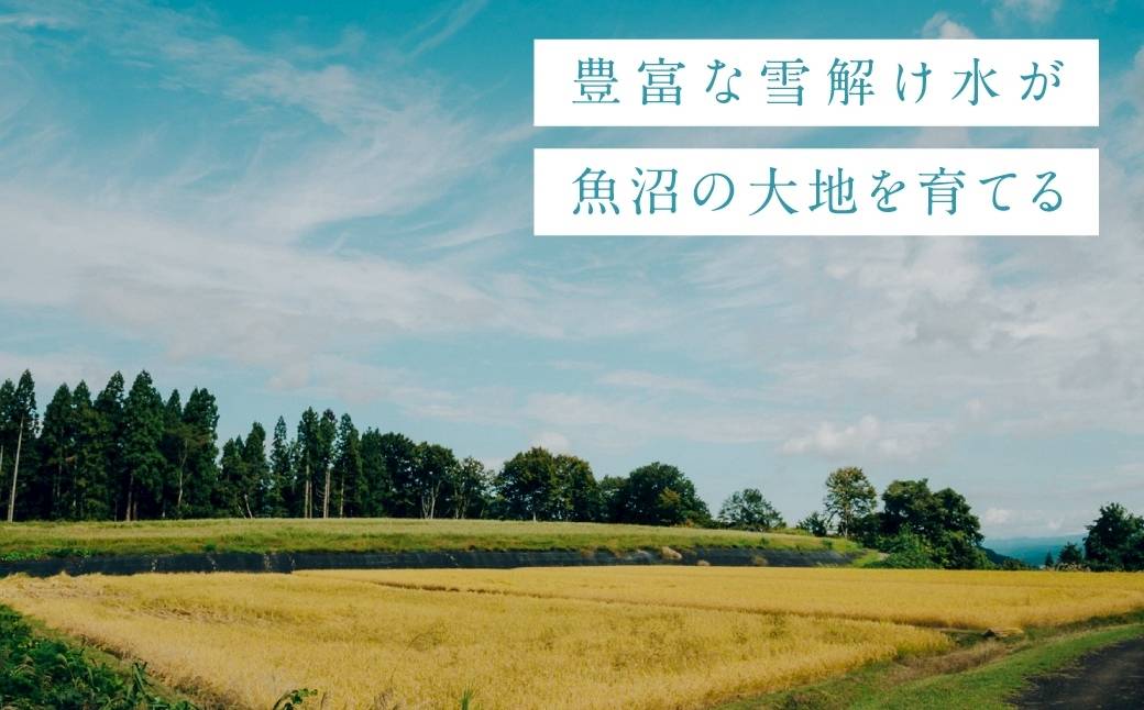 【6ヶ月定期便】令和7年産 魚沼産コシヒカリ「亀福 慣行栽培米」5kg 新潟県 津南町 株式会社亀福 155399-010