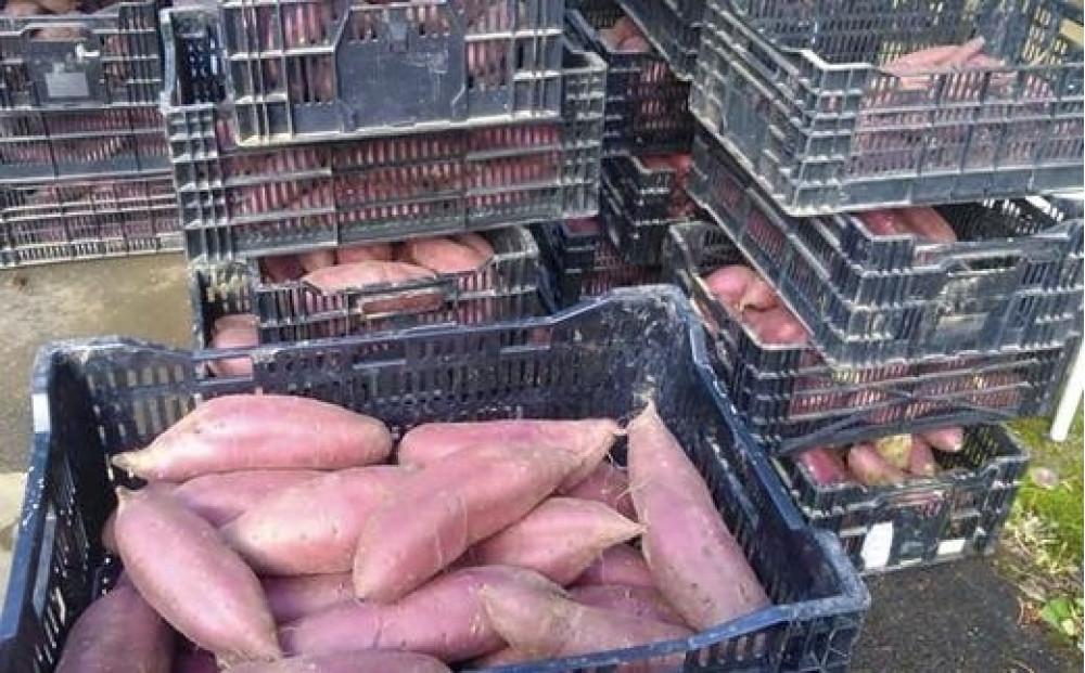 極み熟成 甘党農家のシルクスイート 5kg「クイーンシルク」127538-001