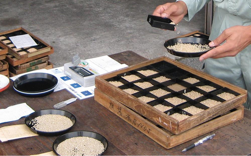 令和7年産 中魚沼産「新之助」5kg ＋ 魚沼産コシヒカリ「金印」5kg 食べ比べセット127534-053