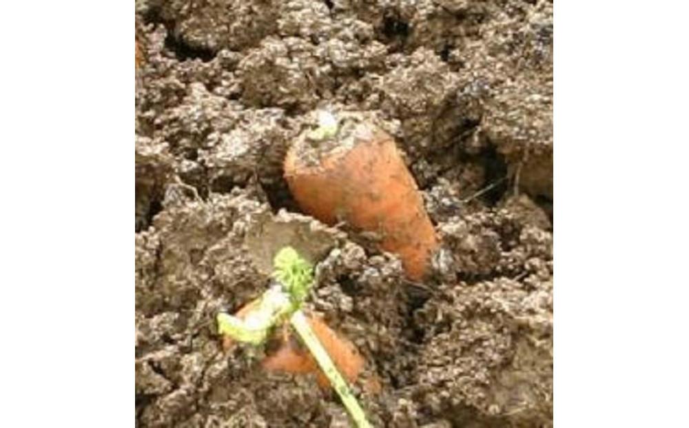 【令和8年産 先行予約】雪国ならではの逸品！津南町の雪下にんじん 3kg 15?20本 127524-088