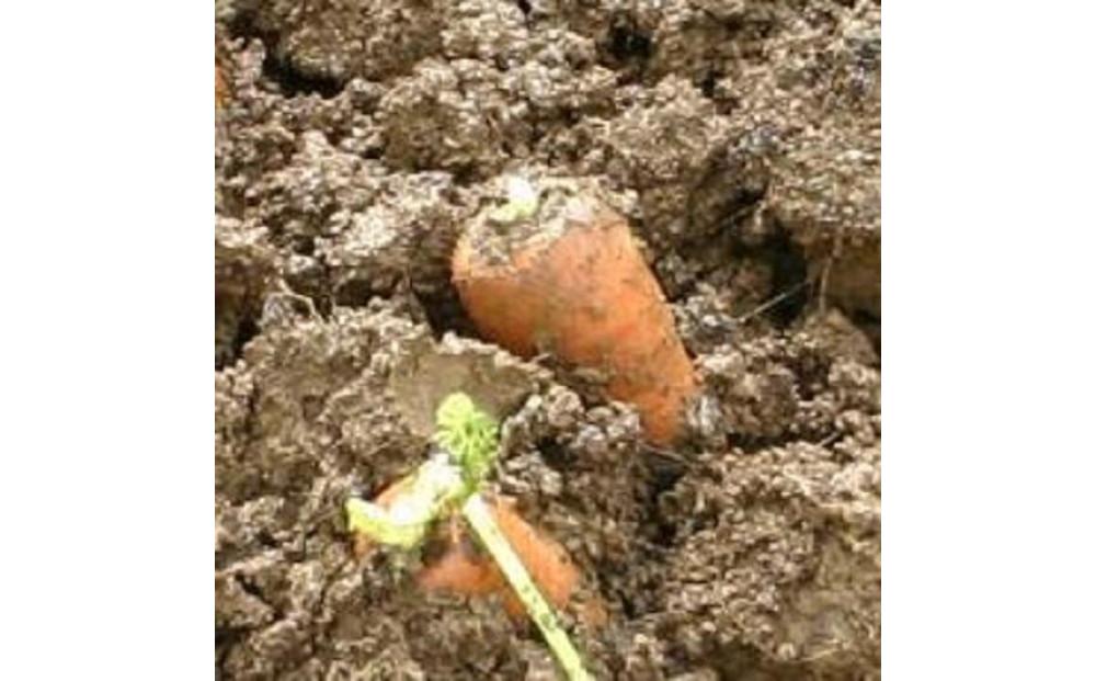 【令和8年産 先行予約】雪国ならではの逸品！津南町の雪下にんじん 5kg 25?35本 127524-089