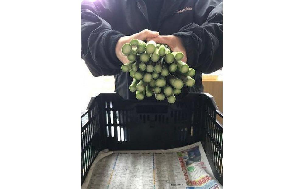 【令和8年産 先行予約】朝取りアスパラガス バラ詰め（L?2Lサイズ）2kg 127524-160