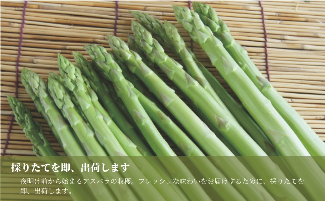 【令和8年産先行予約】新鮮 朝取り アスパラガス 津南産 1.3kg ( M ・ L サイズ ) ※サイズおまかせ |新潟県 津南町 旭商事株式会社 127531-017