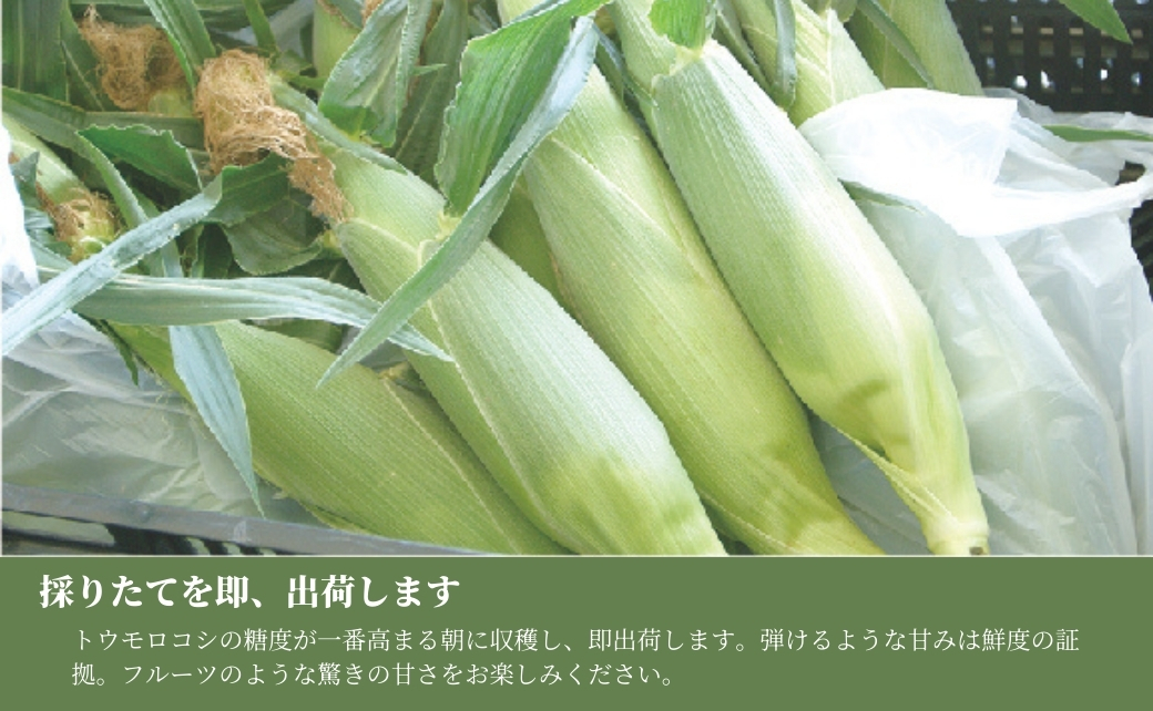 【令和8年産先行予約】朝採り とうもろこし スイートコーン 5kg 約12本|新潟県 津南町 旭商事株式会社 127531-020