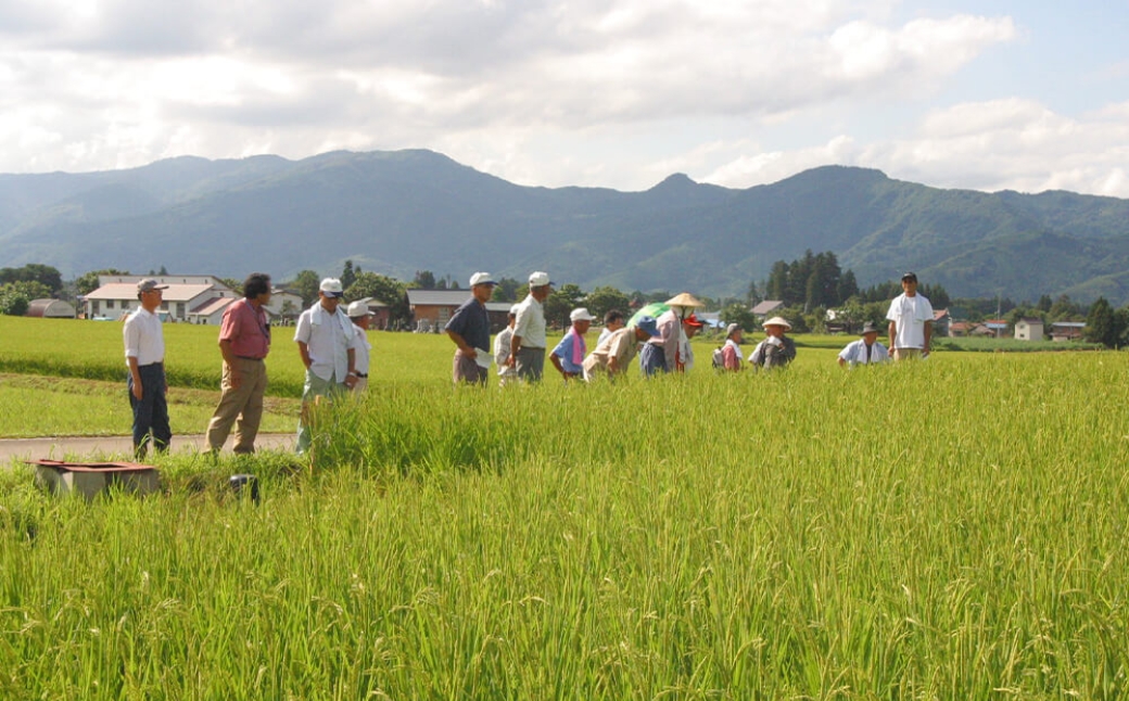 【6ヶ月定期便】【令和7年産】魚沼産コシヒカリ 「ひまわりの里」（5kg）新潟県 津南町 大阪屋商店 129404-009