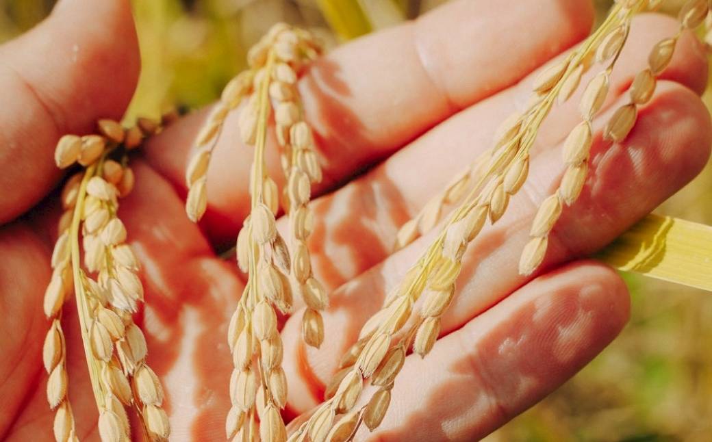 令和7年産 魚沼産コシヒカリ「亀福 慣行栽培米」10kg(5kg×2袋) 新潟県 津南町 株式会社亀福 155399-008