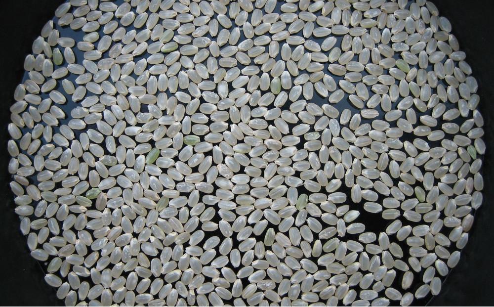 令和7年産 中魚沼産「新之助」5kg ＋ 魚沼産コシヒカリ「金印」5kg 食べ比べセット127534-053