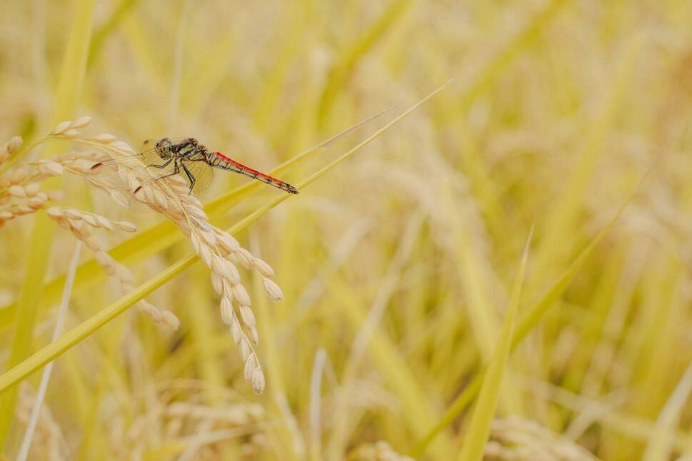 令和7年産 魚沼産コシヒカリ「亀福 原点復帰米」2kg(特別栽培米) 新潟県 津南町 株式会社亀福 155399-004