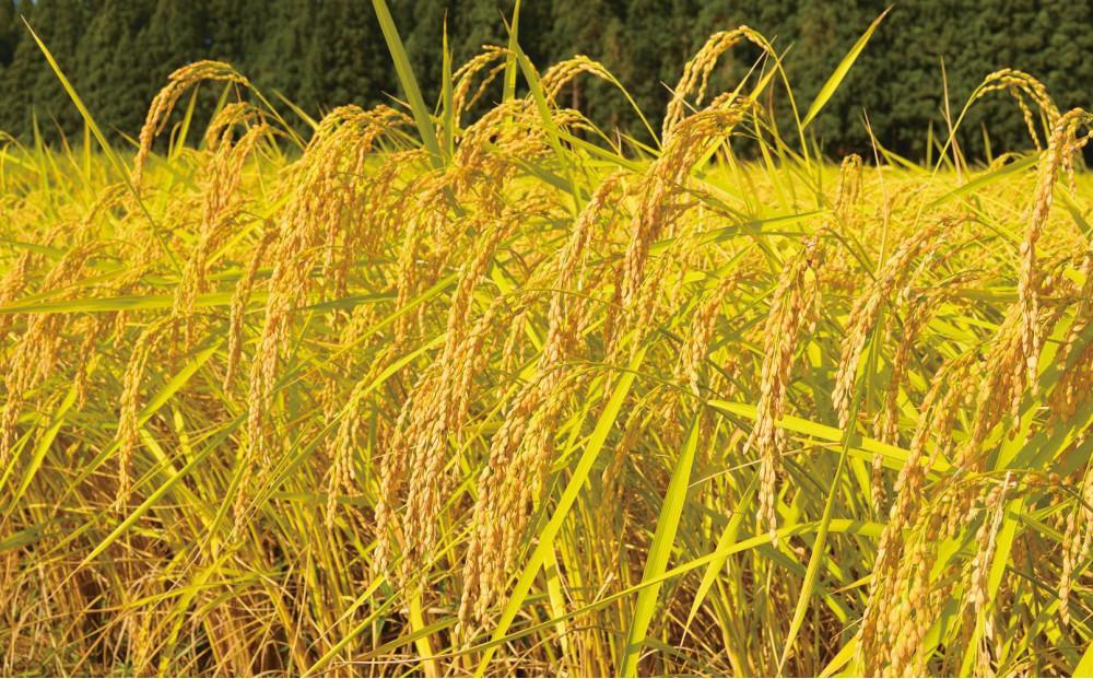 【3ヶ月定期便】令和7年産新米 中魚沼産「新之助(しんのすけ)」5kg×全3回127534-044