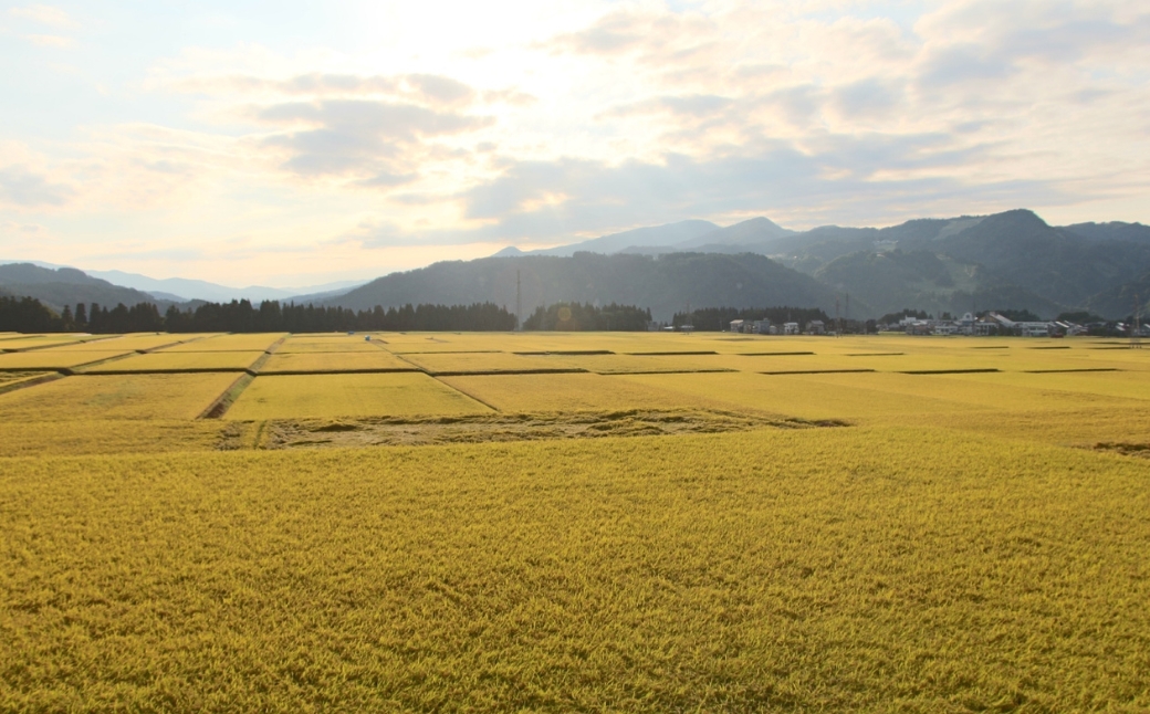【令和7年産】魚沼産コシヒカリ 「段丘の華」（5kg）新潟県 津南町 大阪屋商店 129404-003