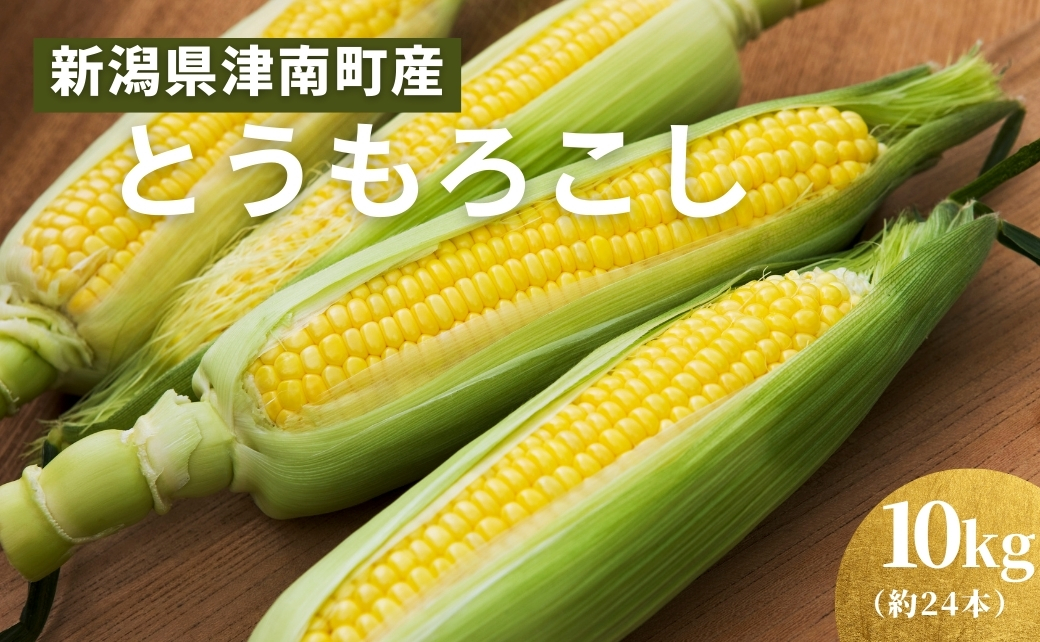 【令和8年産先行予約】朝採り とうもろこし スイートコーン 10kg 約24本|新潟県 津南町 旭商事株式会社 127531-021