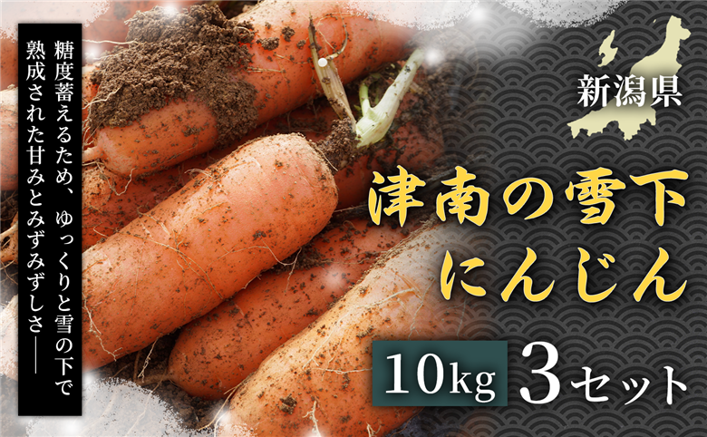 【令和8年産先行予約】津南の雪下にんじん 10kg 3セット 新潟県 津南町 155751-008